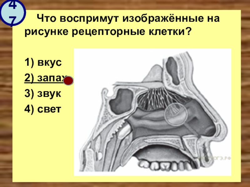 Что воспримут изображенные на рисунке рецепторные клетки свет прикосновение растворенное