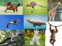 Презентация по биологии на тему Движение организмов