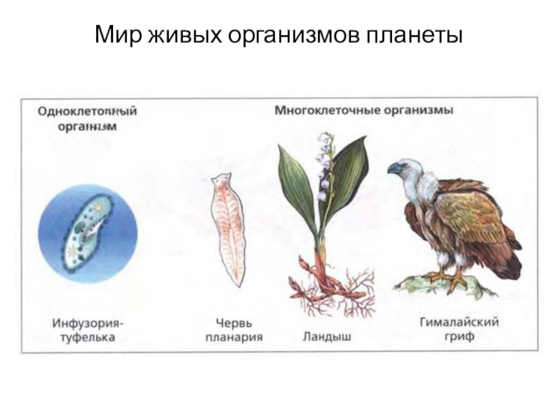 Тела живой природы 5 класс. Мир живых организмов. Мир живых организмов планеты. Мир живых организмов планеты 5 класс. 5 Царств живых организмов.