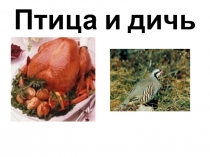 Презентация Птица и дичь