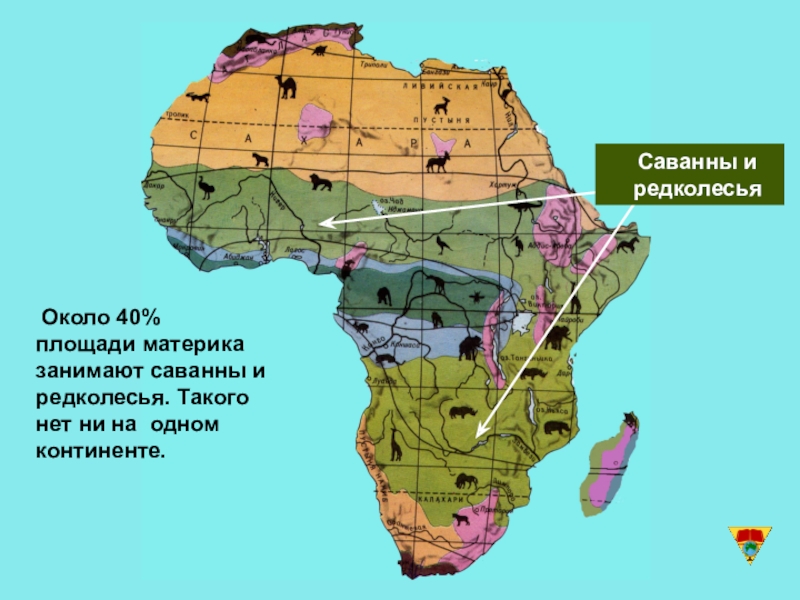 Природные зоны встречающиеся на северных материках. Зона саванн и редколесий в Африке на карте. Географическое положение зоны редколесья Африки. Природные зоны Африки Саванна географическое положение. Саванна на карте Африки.