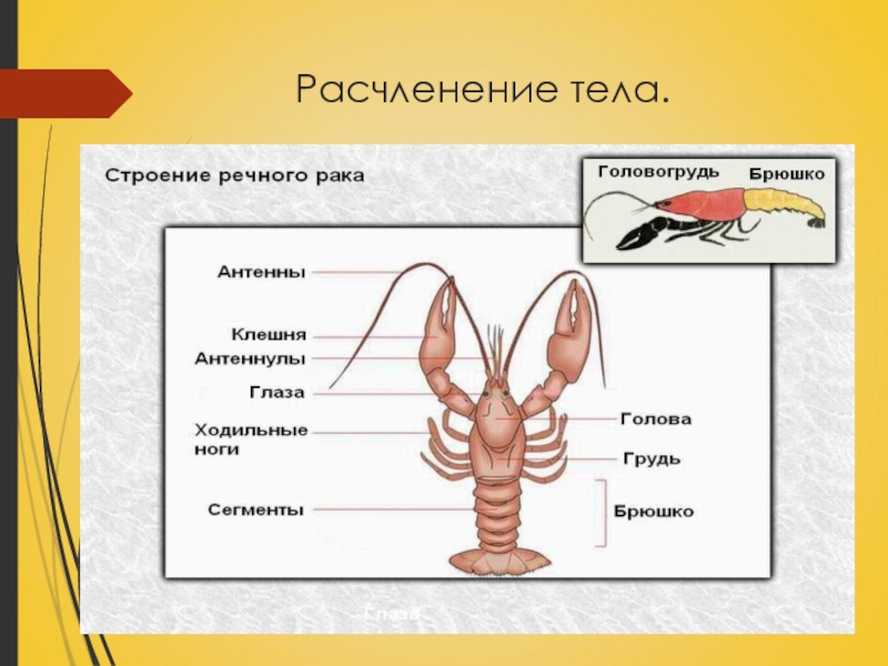 Ракообразные презентация 7 класс биология