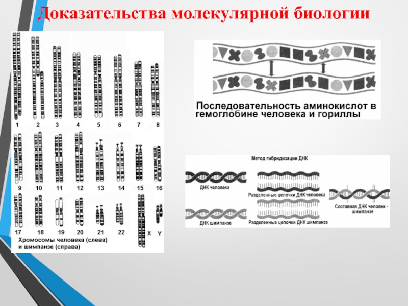 Молекулярные доказательства