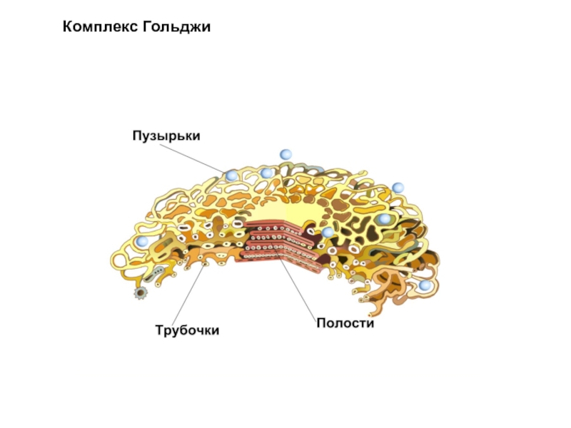 Комплекс гольджи фото