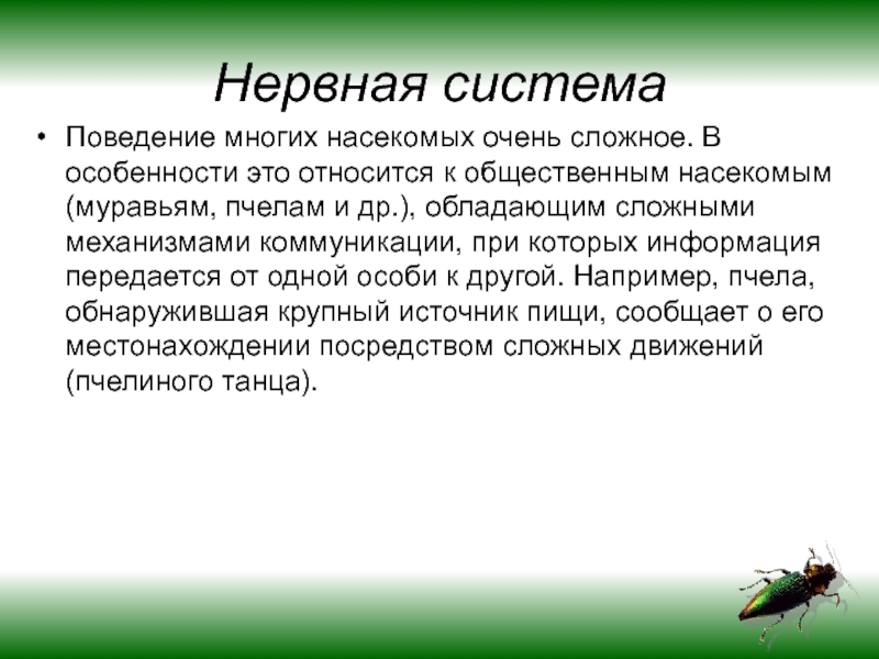 Сложные насекомые. Сложное поведение насекомых. Особенности поведения общественных насекомых. Инстинкты насекомых. Класс насекомые поведение.