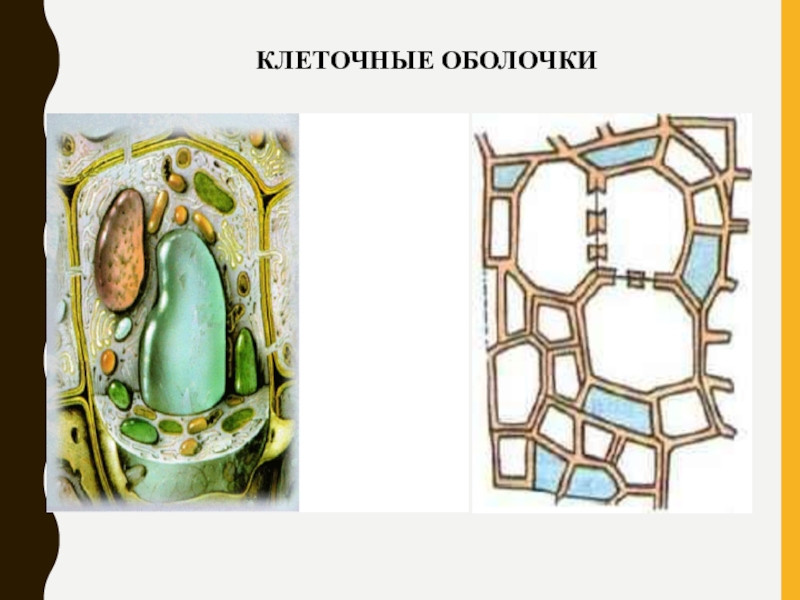 Мембрана растительной клетки. Клеточная оболочка растительной клетки. Клеточная мембрана клетки растений. Стенка растительной клетки. Клеточная стенка растительной клетки.