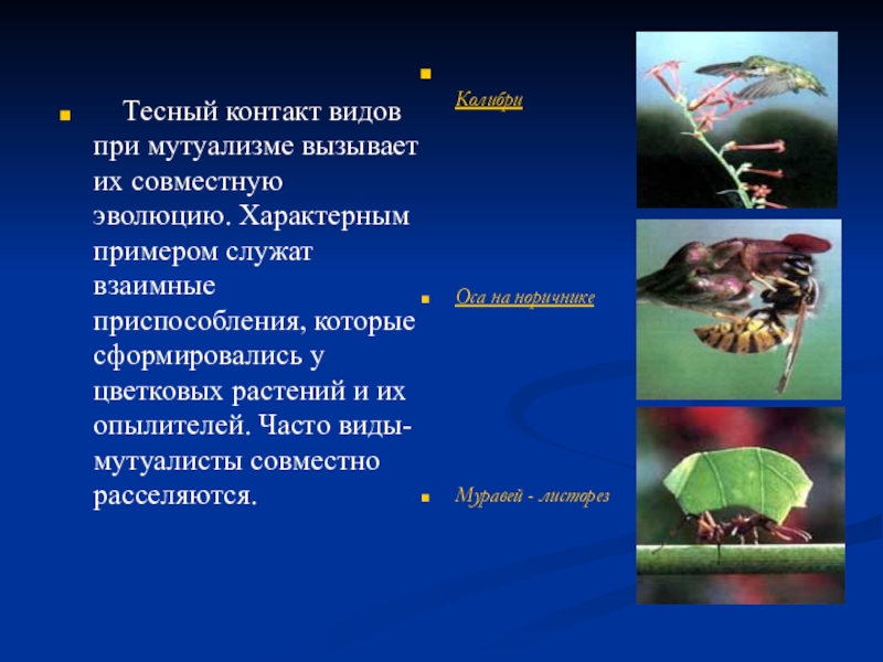 Природа служит примером. Приспособления к мутуализму. Экологическая Эволюция примеры. Примеры мутуализма в биологии 11 класс. Часто виды Мутуалисты совместно расселяются..