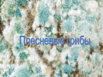 Презентация по биологии на тему плесневые грибы(5 класс)