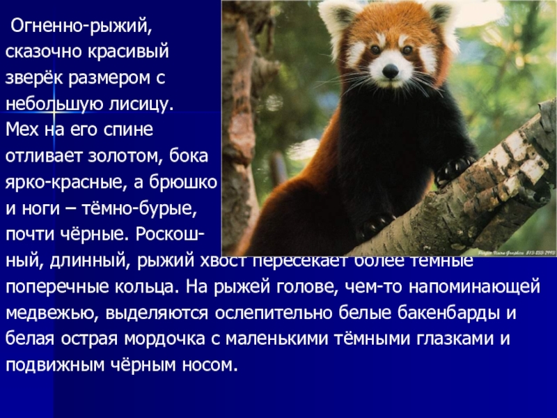 Рыжий краткое содержание. Малая Панда из красной книги. Красная Панда занесена в красную книгу. Красная Панда описание. Малая Панда занесена в красную книгу.