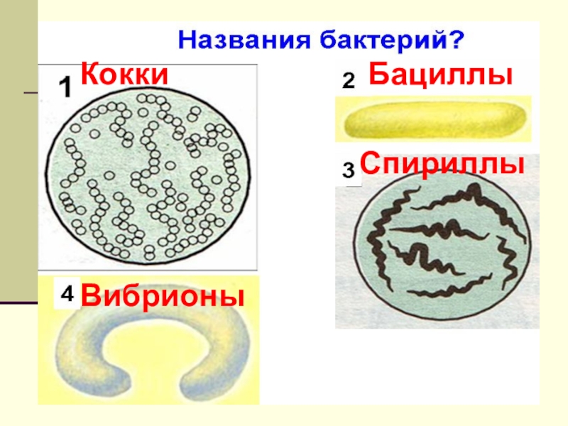 Кокковые бактерии. Палочковидные бактерии кокки. Вибрионы стафилококки бациллы спириллы. Строение бактерии кокки. Кокки спириллы бациллы.