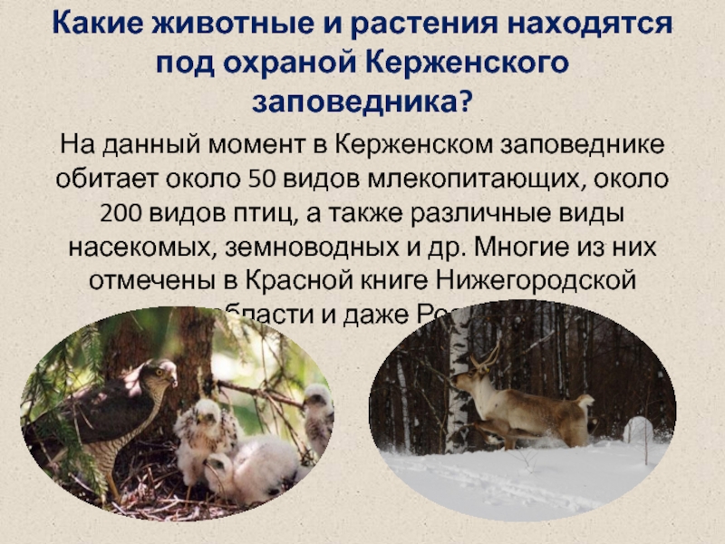 Какие животные и растения находятся под охраной Керженского заповедника?На данный момент в Керженском заповеднике обитает около 50