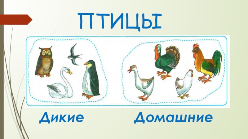 Домашние птицы 1 класс. Дикие и домашние птицы. Дикие птицы 1 класс. Дикие и домашние птицы задания. Изображения домашней и дикой птицы.