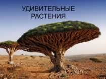 Презентация по окружающему миру Удивительные животные