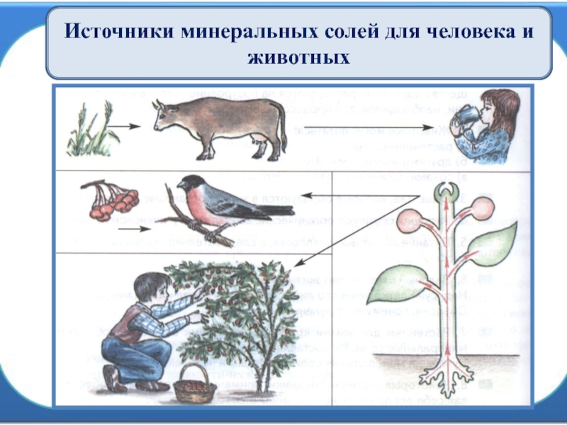 Презентация на тему минеральные соли