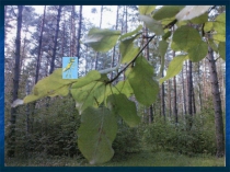 Презентация по окружающему миру на тему Почему поезда такие длинные (1 класс)