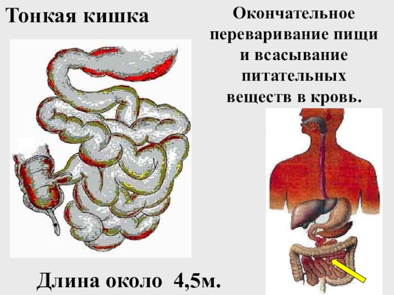 Презентация по биологии 8 класс пищеварение в кишечнике всасывание питательных веществ