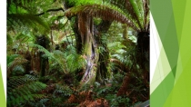 Презентация по английскому языку Animals of the rainforests