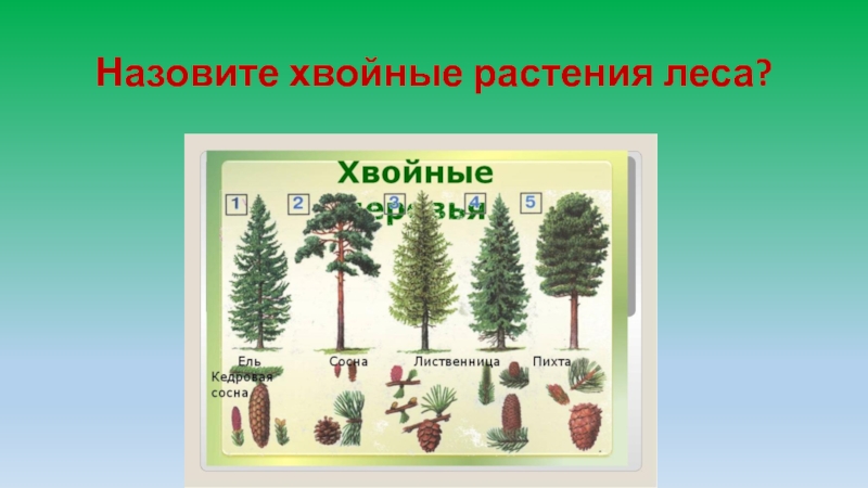 Подчеркни хвойные растения береза лиственница. Растения хвойного леса. Как называют хвойный лес?. Растения хвойного леса презентация. Как называется еловый лес.