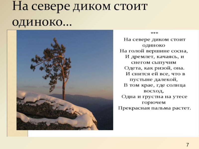 Стих на севере диком. Сосна Лермонтова. На голой вершине сосна. Стихотворение на севере диком стоит одиноко. Стоит одиноко сосна.