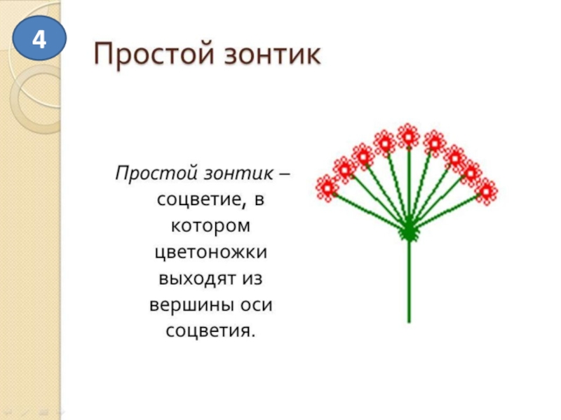 Тест цветок соцветие 6 класс. Соцветия 6 класс. Открытые соцветия. Простые и сложные соцветия. Схема соцветия ландыша.