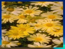 Презентация по теме Вежливость