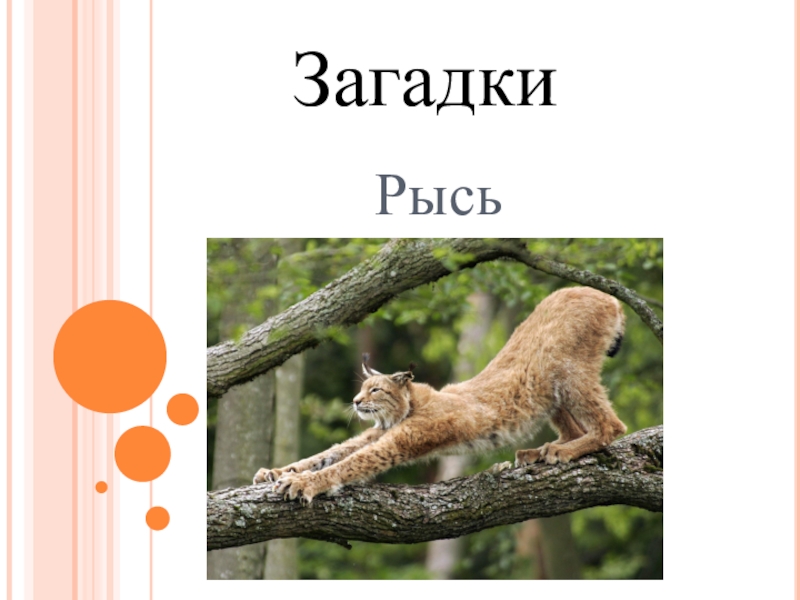 стихи про рыся. доклад про рысь. загадка про рысь. загадка рысь. загадка рысь.