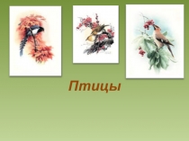 Презентация по биологии для 7 класса Птицы