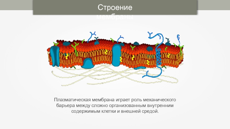 Белок клеточной мембраны. Плазматическая мембрана Интегральные белки. Функции периферических белков плазматической мембраны. Плазматическая мембрана строение Интегральные белки. Виды белков плазматической мембраны Интегральные.