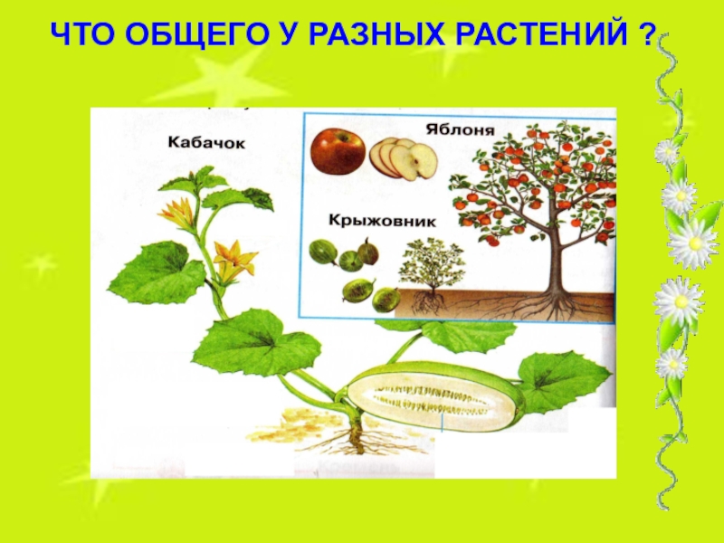 Что общего 4 в 1. Что общего у разных растений. Что обшего ту разных растений. Что общего у разных растений картинки. Что общего у разных растений 1 класс.