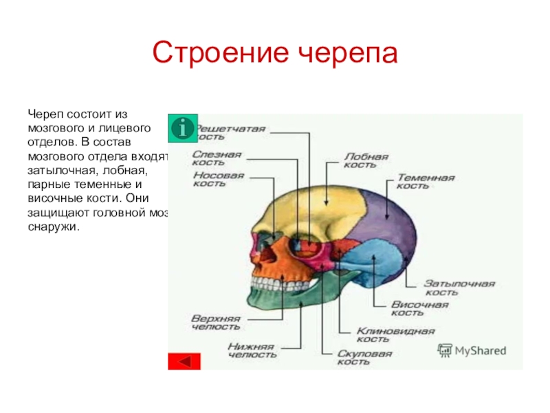 Состав мозгового черепа входит. Мозговой отдел и лицевой отдел черепа. Строение мозгового отдела (черепной коробки). Строение черепа мозговой и лицевой отделы. Кости черепа мозговой отдел и лицевой отдел.