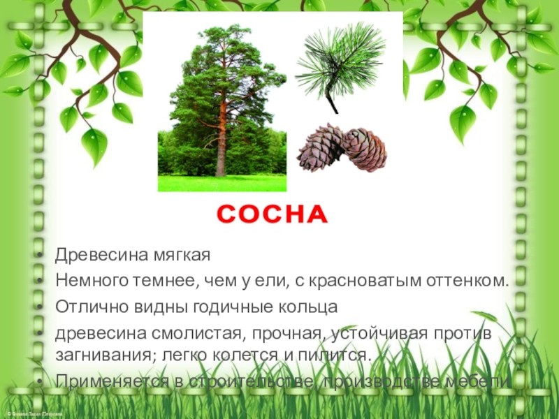 5 деревьев. Породы деревьев 5 класс. Породы древесины 5 класс технология. Породы древесины 5 класс. Виды древесины 5 класс.