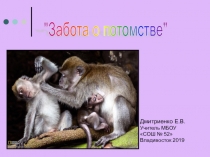 Презентация Забота о потомстве