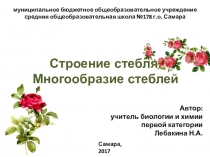 Презентация по биологии на тему Строение стебля