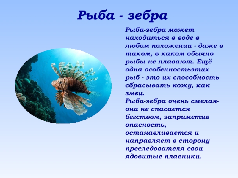 Класс рыб доклад. Информация о рыбах. Презентация рыбы 2 класс. Презентация рыбы 2 класс окружающий мир. Необычные рыбы презентация для детей.