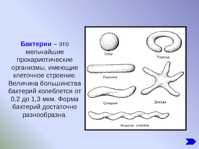 Вывод о разнообразии форм тела бактерий. Формы бактерий. Форма тела бактерий. Различные формы бактерий. Разные формы бактерий.