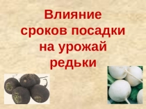 Исследовательская работа Влияние сроков посадки на урожай редьки