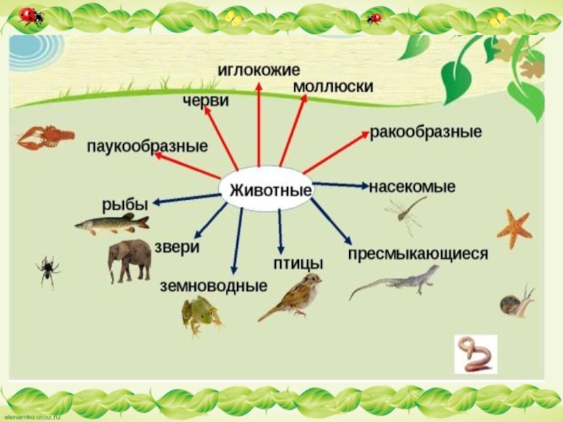 Окружающий мир 2 класс животные. Разнообразие животных схема 3 класс. Классы животных насекомые рыбы звери. Схема животные 3 класс. Три группы животных 1 класс.