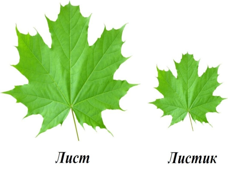 Листья сравнение. Лист клена. Лист клена и березы. Кленовый и березовый листика. Кленовый и березовый лист.
