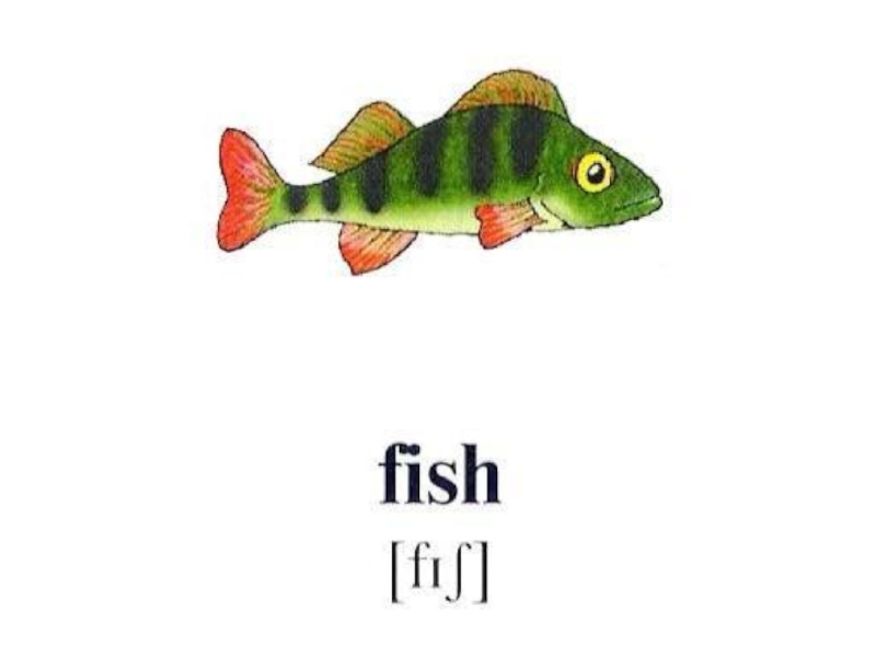 Английские слова рыба. Карточки рыбы для детей. Карточка рыба на английском. Рыба на англ с транскрипцией. Рыбы картинки для детей с названиями.