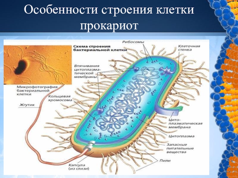 Прокариоты представлены. Строение прокариотических клеток. Строение бактерии прокариот. Строение прокариотической клетки. Структура прокариотической клетки.
