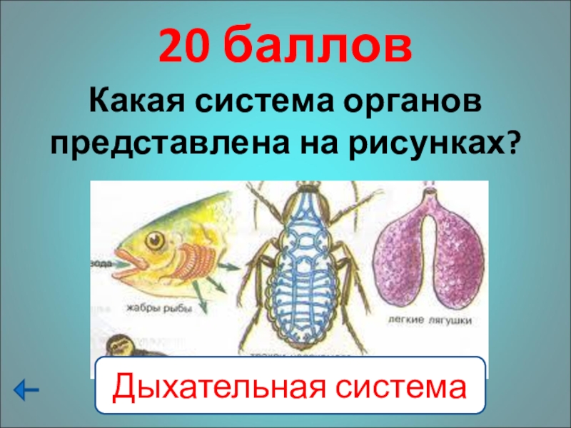 Какая система органов представлена на рисунке. Секрет это в биологии. Какие органы дыхания имеет организм, представленный на рисунке?. Что такое секрет в биологии 8 класс. Какие системы есть в биологии.