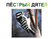 Презентация по окружаюшему миру (Урок)