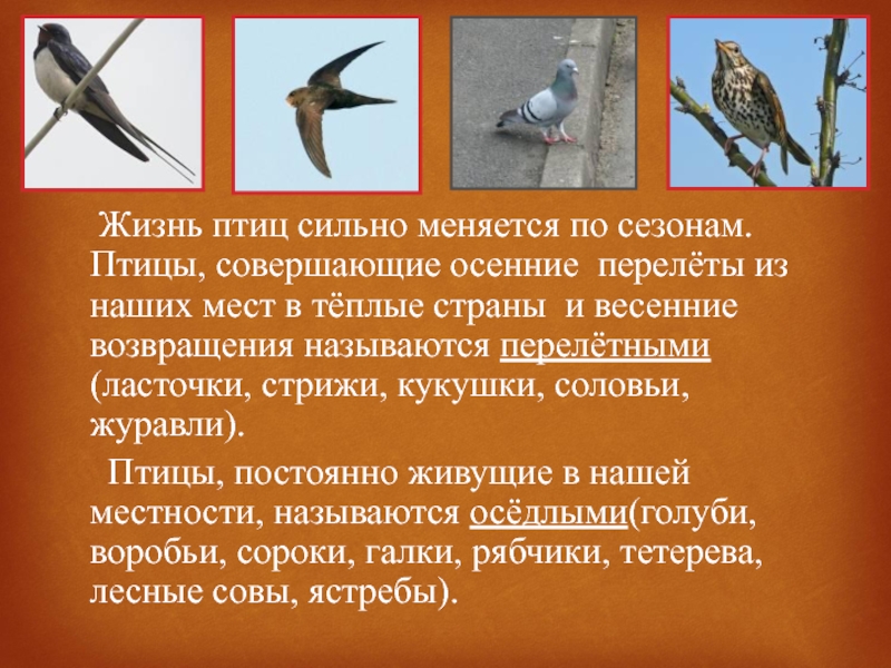 Рассказы птицы весной. Перелетные птицы. Сезонные изменения в жизни птиц. Изменение поведения птиц осенью. Изменения в жизни птиц весной.
