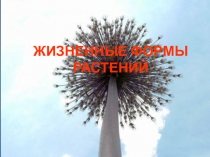 Презентация по биологии на тему Жизненные формы и продолжительность жизни растений