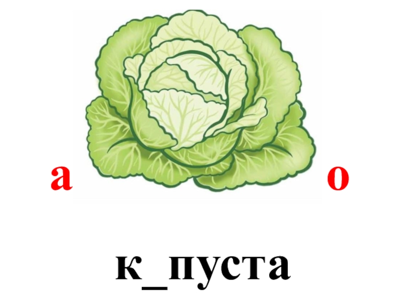 Кочан капусты для детей картинки