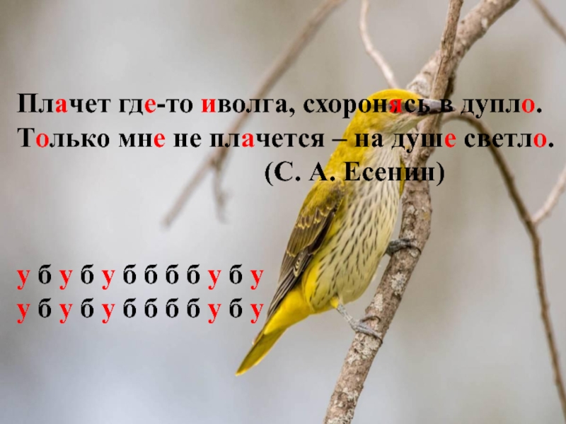 Где то плачет иволга. Плачет где-то Иволга схоронясь. Плачет где-то Иволга схоронясь в дупло. Иволга Есенина. Иволга плачет.