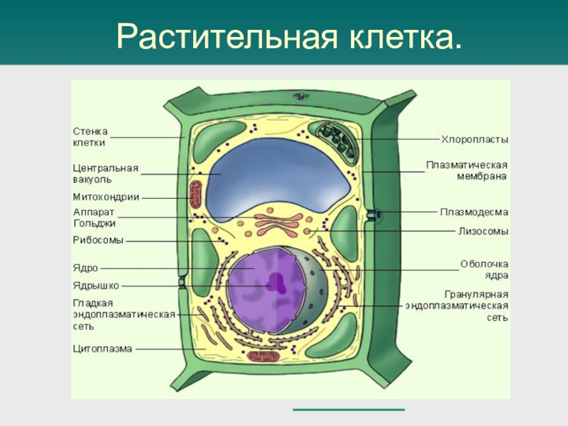 Биология 10 класс строение клетки презентация 10 класс