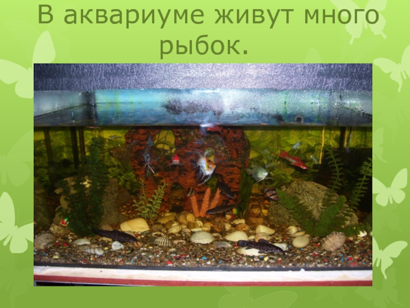 Определите какие организмы живут в аквариуме. Что живет в аквариуме. Жило в аквариуме. В аквариуме обитают. Кто обитает в аквариуме.