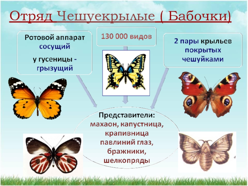 Проект по биологии 7 класс на тему насекомые