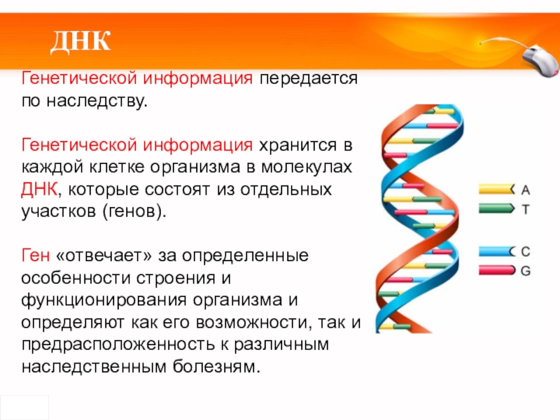 Наследственная информация ген. Генетическая информация. ДНК понятие. Наследственная информация. Генетическая информация ДНК.